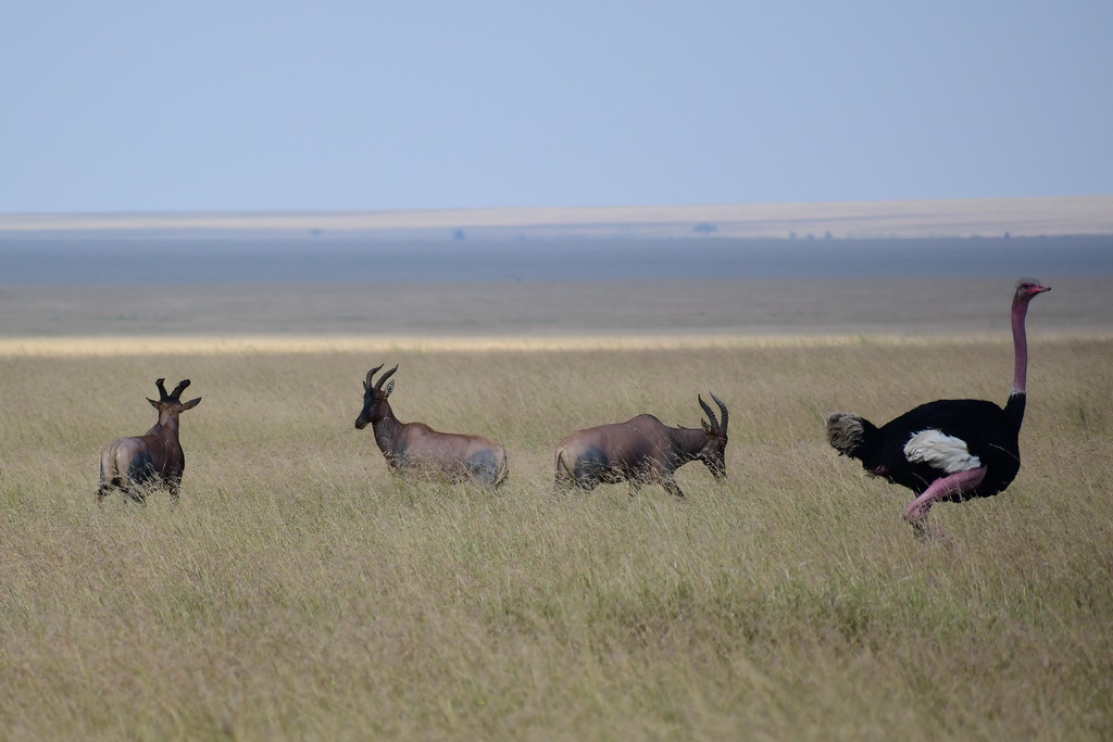 Central Serengeti